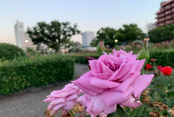 ばら公園の写真・動画_image_382003