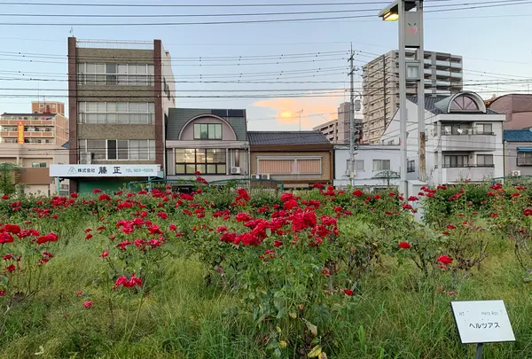 ばら公園の写真・動画_image_382004