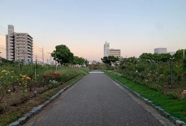 ばら公園の写真・動画_image_382007