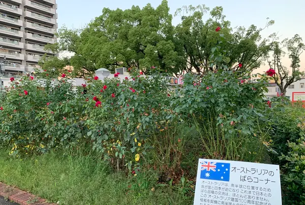 ばら公園の写真・動画_image_382009