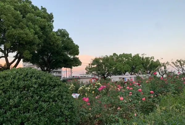 ばら公園の写真・動画_image_382010