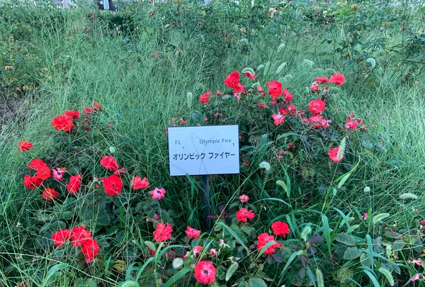 ばら公園の写真・動画_image_382011