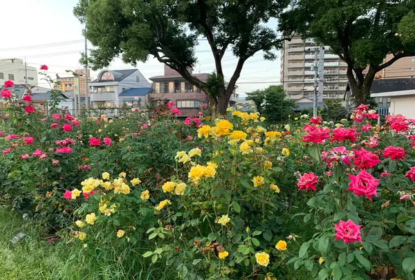 ばら公園の写真・動画_image_382012