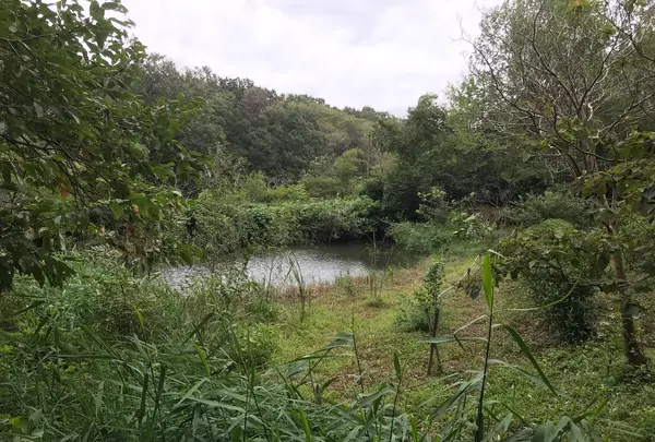 舞岡公園の写真・動画_image_382503