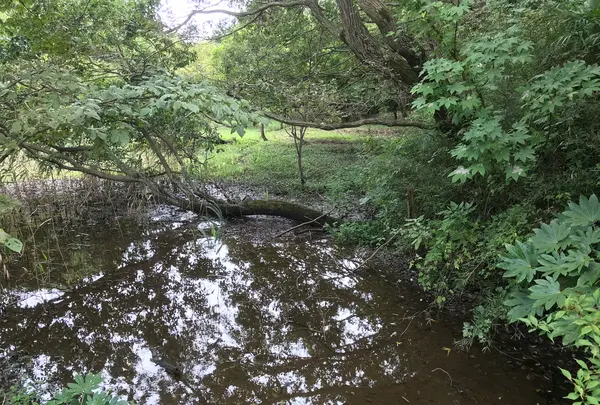 舞岡公園の写真・動画_image_382506
