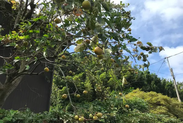 舞岡公園の写真・動画_image_382509
