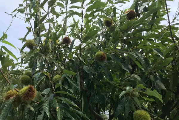 舞岡公園の写真・動画_image_382510