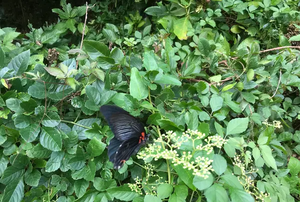 舞岡公園の写真・動画_image_382511