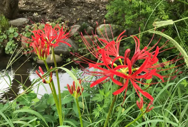 舞岡公園の写真・動画_image_382512