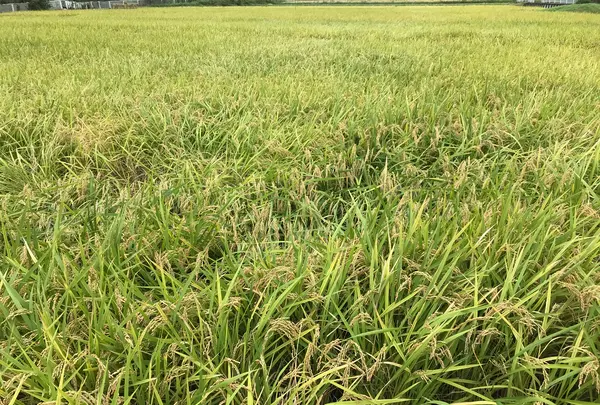 舞岡公園の写真・動画_image_382513