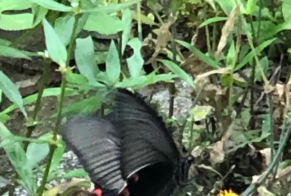 バンナ公園の写真・動画_image_382667