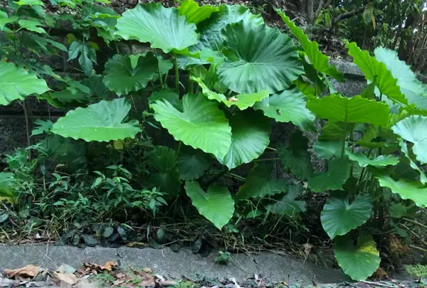 バンナ公園の写真・動画_image_382668