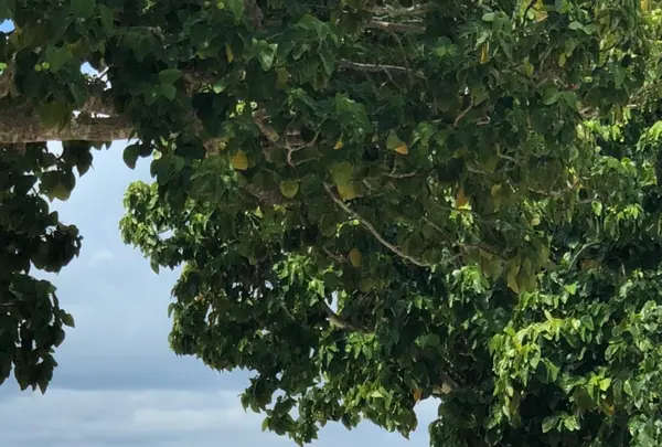 コンドイビーチの写真・動画_image_382675