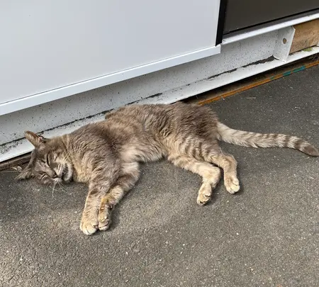 御誕生寺の写真・動画_image_382683