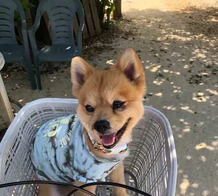 竹富島の写真・動画_image_382688