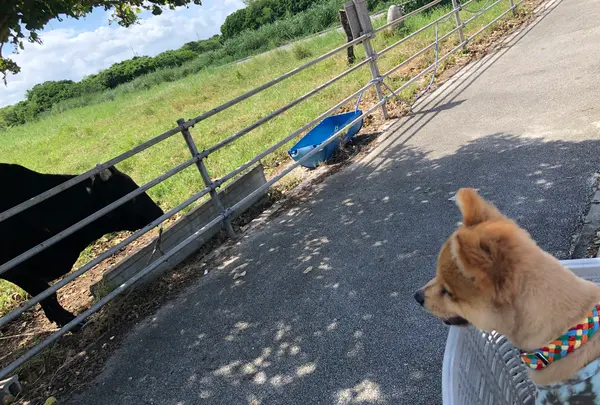 竹富島の写真・動画_image_382690