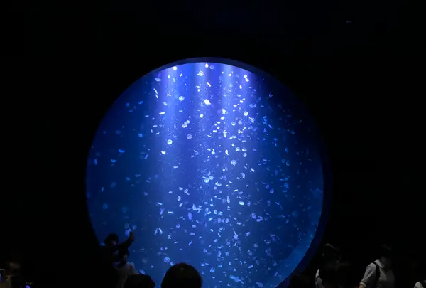 鶴岡市立加茂水族館（クラゲドリーム館）の写真・動画_image_382924