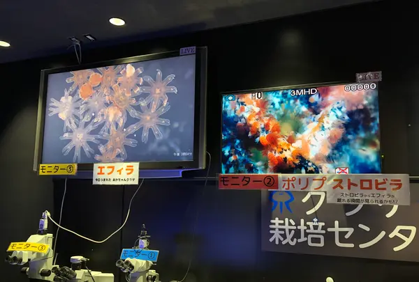 鶴岡市立加茂水族館（クラゲドリーム館）の写真・動画_image_382925