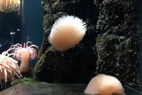 鶴岡市立加茂水族館（クラゲドリーム館）の写真・動画_image_382926