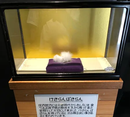 鶴岡市立加茂水族館（クラゲドリーム館）の写真・動画_image_382927