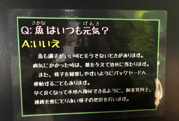 鶴岡市立加茂水族館（クラゲドリーム館）の写真・動画_image_382928