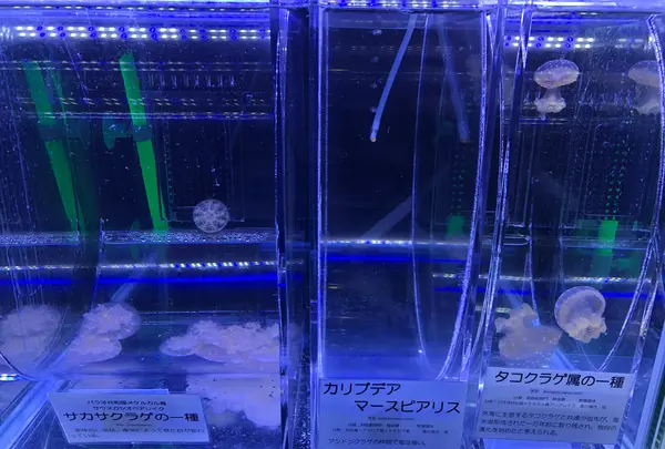 鶴岡市立加茂水族館（クラゲドリーム館）の写真・動画_image_382931