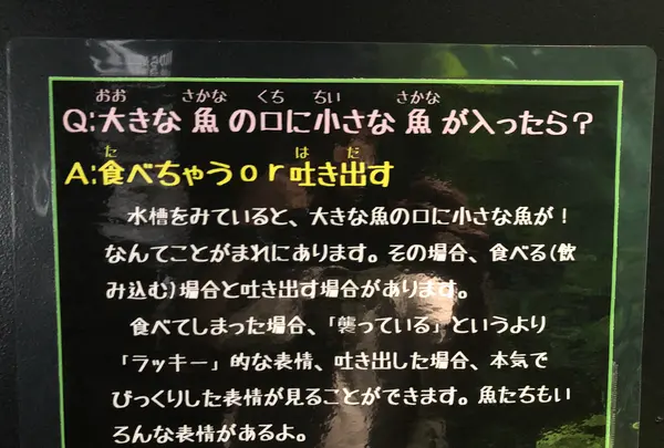 鶴岡市立加茂水族館（クラゲドリーム館）の写真・動画_image_382932
