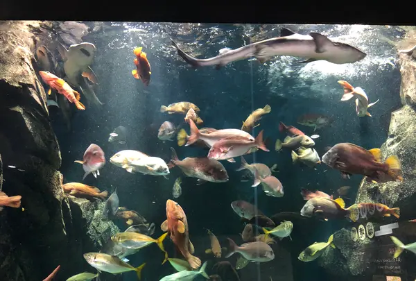 鶴岡市立加茂水族館（クラゲドリーム館）の写真・動画_image_382933