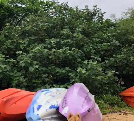 ヒルギ群落の写真・動画_image_382951