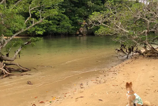 ヒルギ群落の写真・動画_image_382952