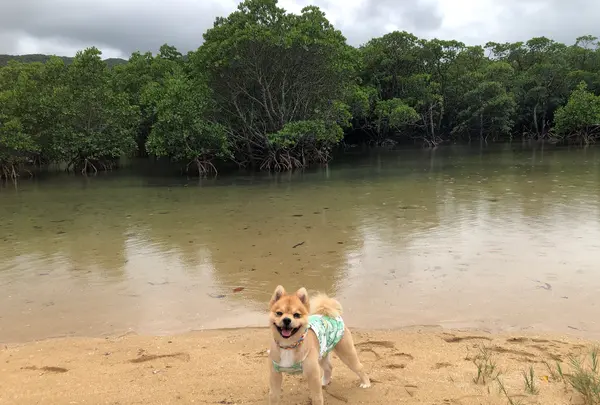 ヒルギ群落の写真・動画_image_382953