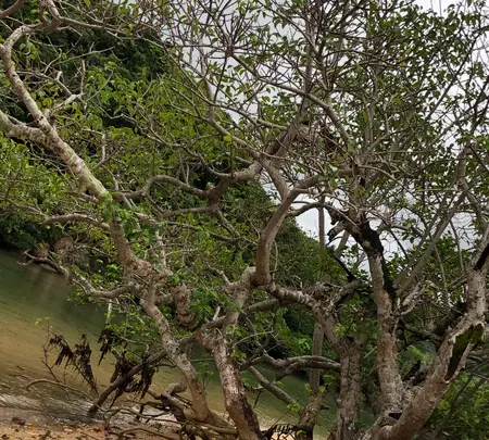 ヒルギ群落の写真・動画_image_382954