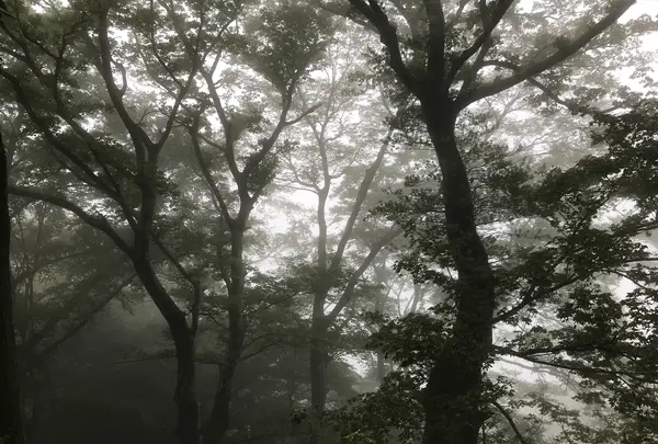 阿夫利神社 下社の写真・動画_image_383246