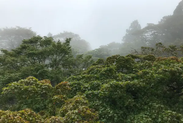 阿夫利神社 下社の写真・動画_image_383265
