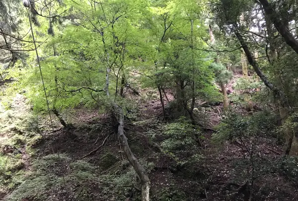 阿夫利神社 下社の写真・動画_image_383279