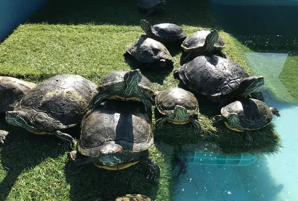 道の駅紀宝町ウミガメ公園の写真・動画_image_383307