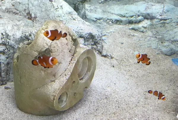 道の駅紀宝町ウミガメ公園の写真・動画_image_383308