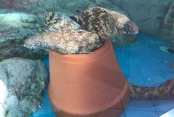 道の駅紀宝町ウミガメ公園の写真・動画_image_383309