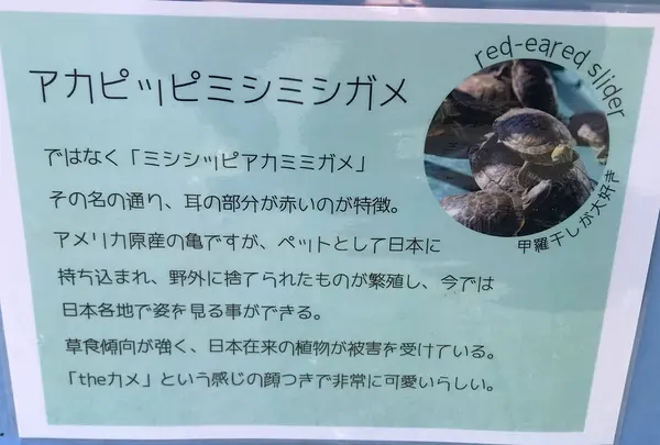 道の駅紀宝町ウミガメ公園の写真・動画_image_383310