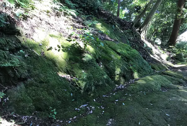宝城坊日向薬師の写真・動画_image_383807