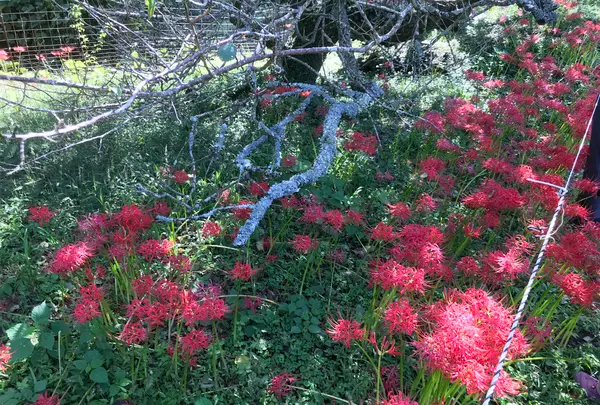 彼岸花の里の写真・動画_image_383835