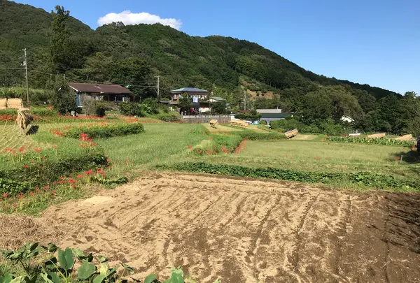 彼岸花の里の写真・動画_image_383836