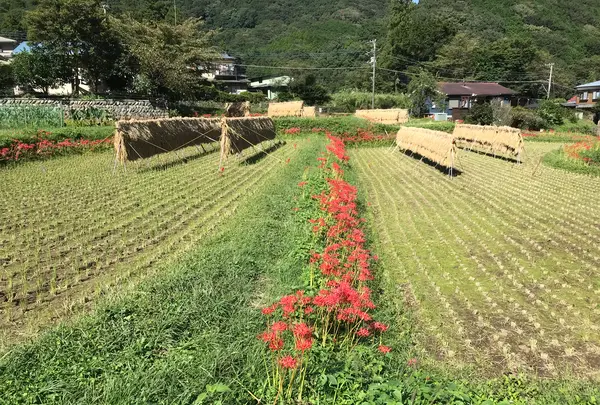 彼岸花の里の写真・動画_image_383837