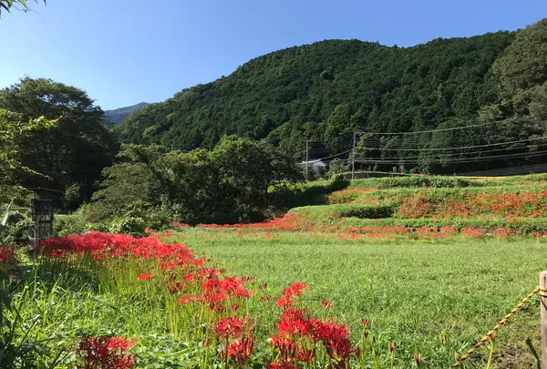 彼岸花の里の写真・動画_image_383838
