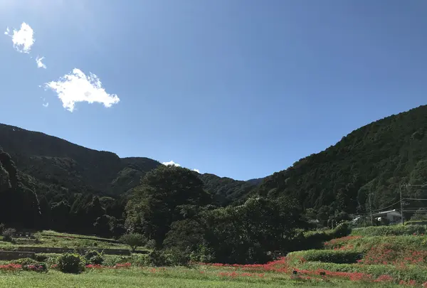 彼岸花の里の写真・動画_image_383839