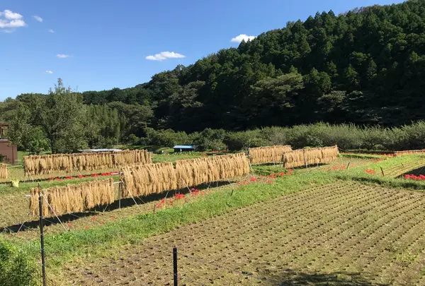 彼岸花の里の写真・動画_image_383842