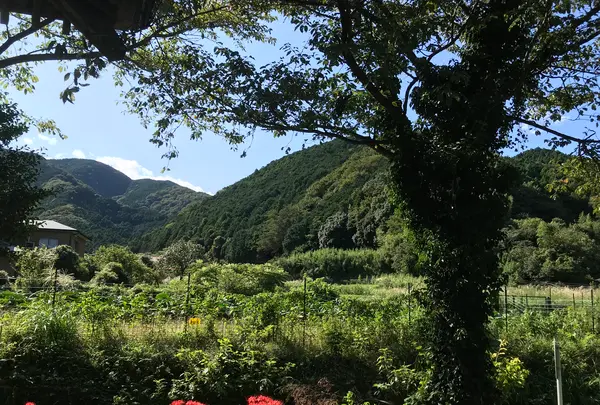 彼岸花の里の写真・動画_image_383860