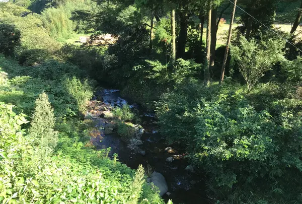 彼岸花の里の写真・動画_image_383873