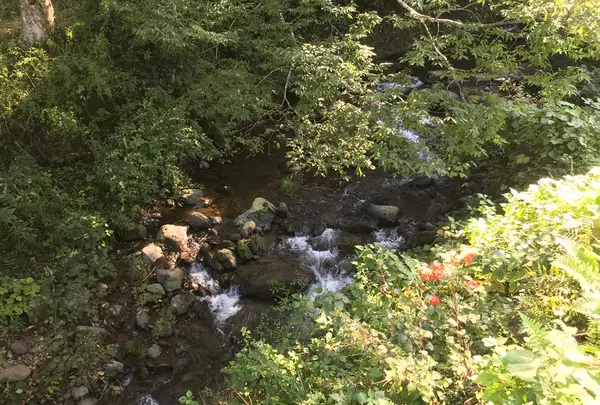 彼岸花の里の写真・動画_image_383882