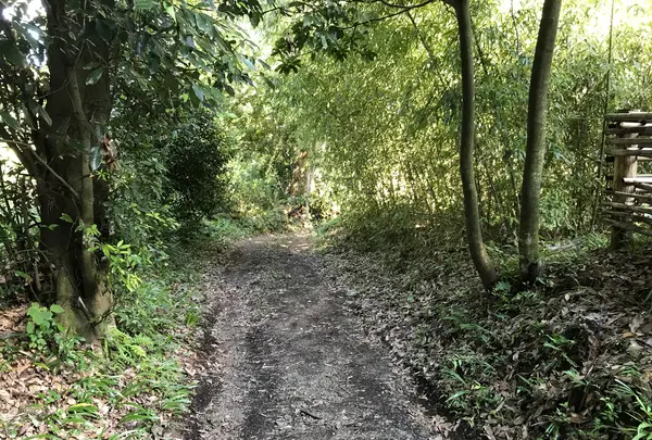 彼岸花の里の写真・動画_image_383884